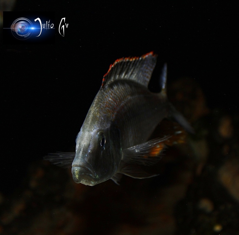 Dimidiochromis compressiceps